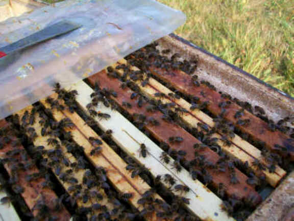 Dunkle Bienen halten